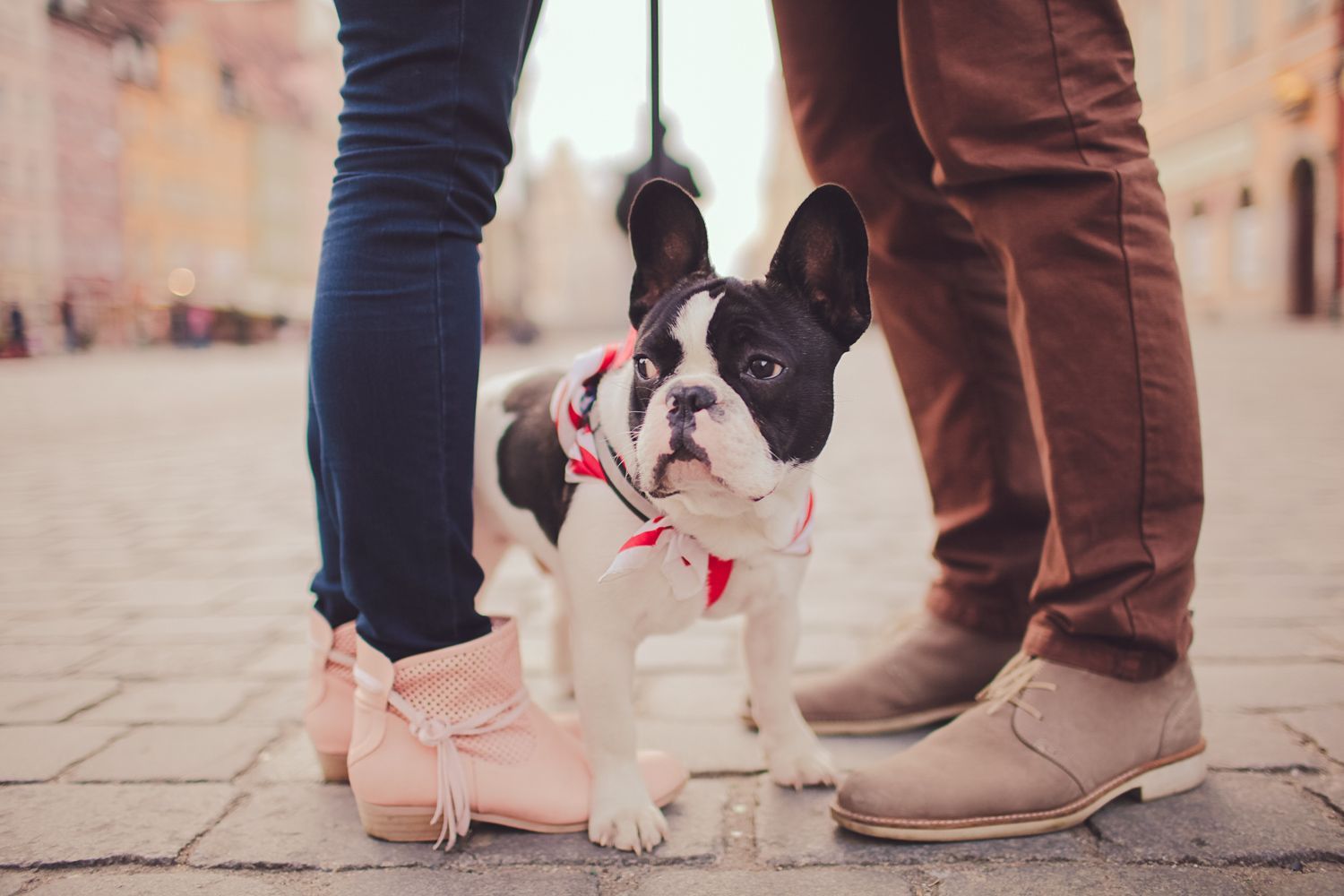 French bulldog standing between two people's legs; on a cobblestone street.