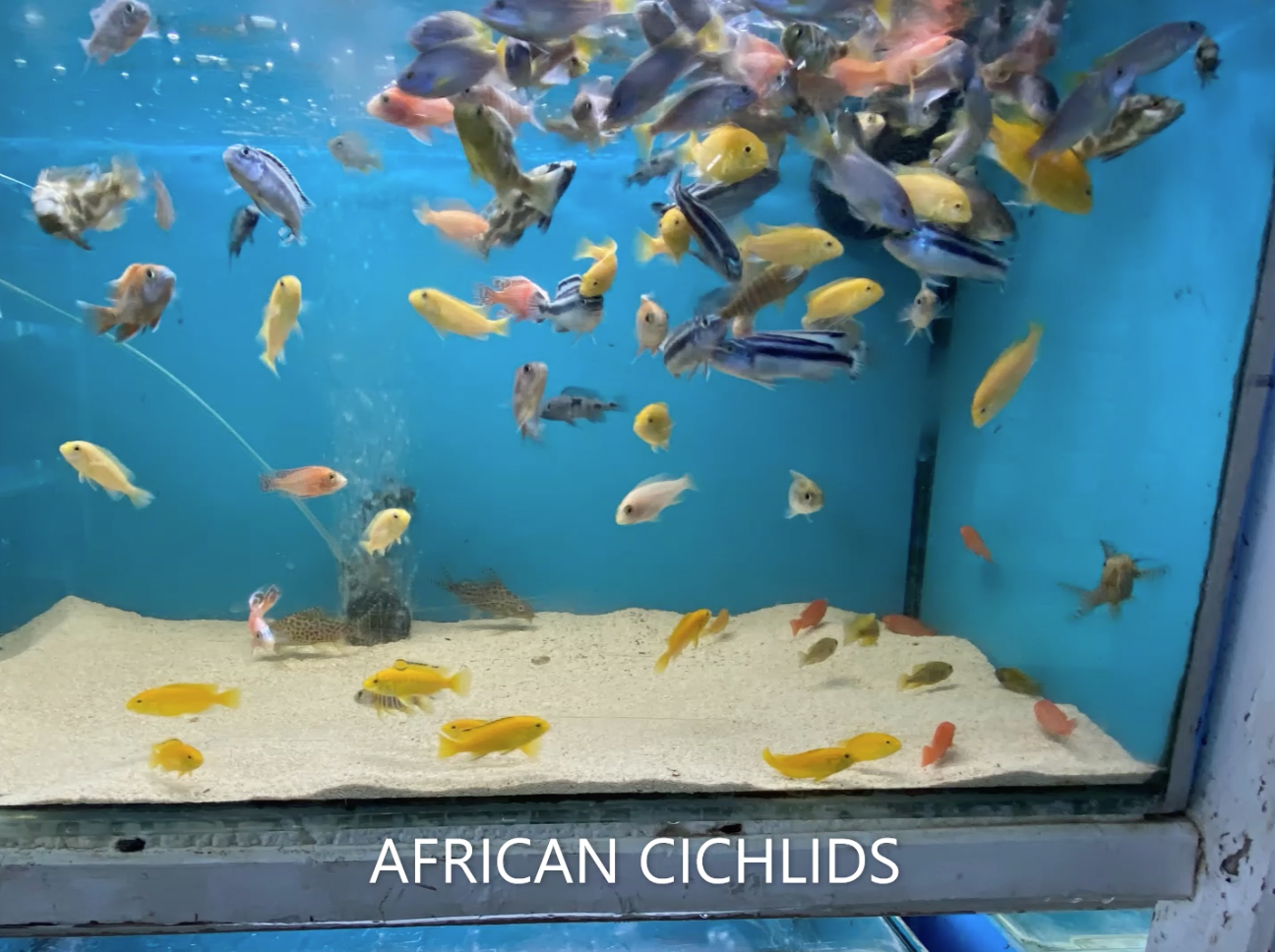 African Cichlids in Display Tanks in Store — Summerland Aquarium in Wollongbar, NSW