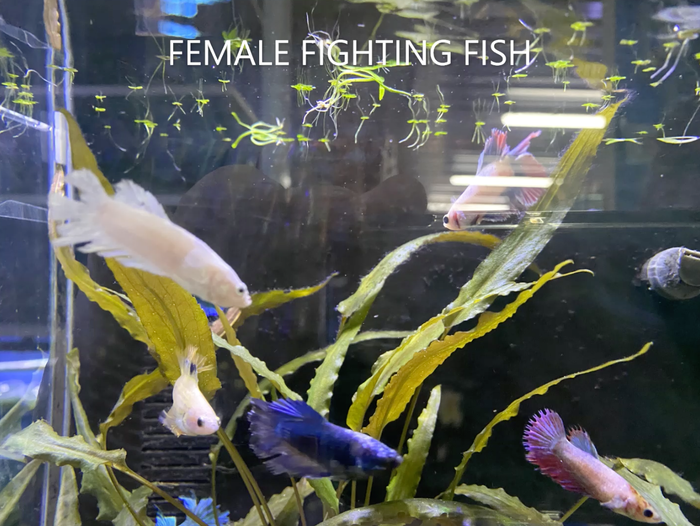 Female Fighting Fish In Tank — Summerland Aquarium in Wollongbar, NSW