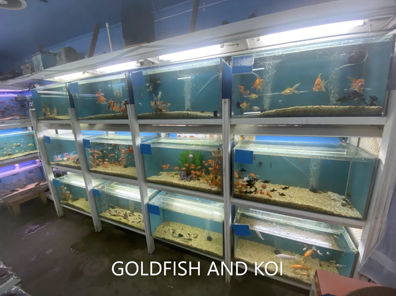 Goldfish & Koi on Display — Summerland Aquarium in Wollongbar, NSW