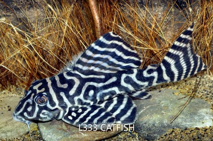 Black & White Catfish — Summerland Aquarium in Wollongbar, NSW