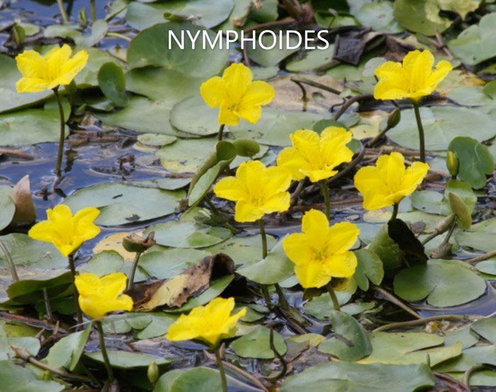 Nymphoides — Summerland Aquarium in Wollongbar, NSW