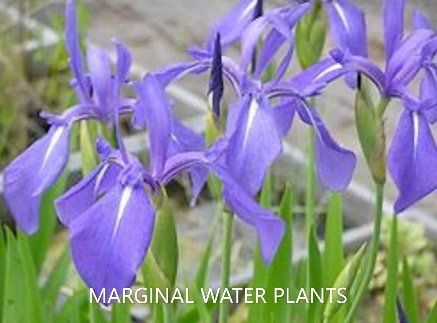 Purple Marginal Water Plants — Summerland Aquarium in Wollongbar, NSW