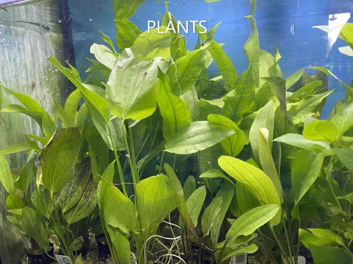 Tank Plants — Summerland Aquarium in Wollongbar, NSW