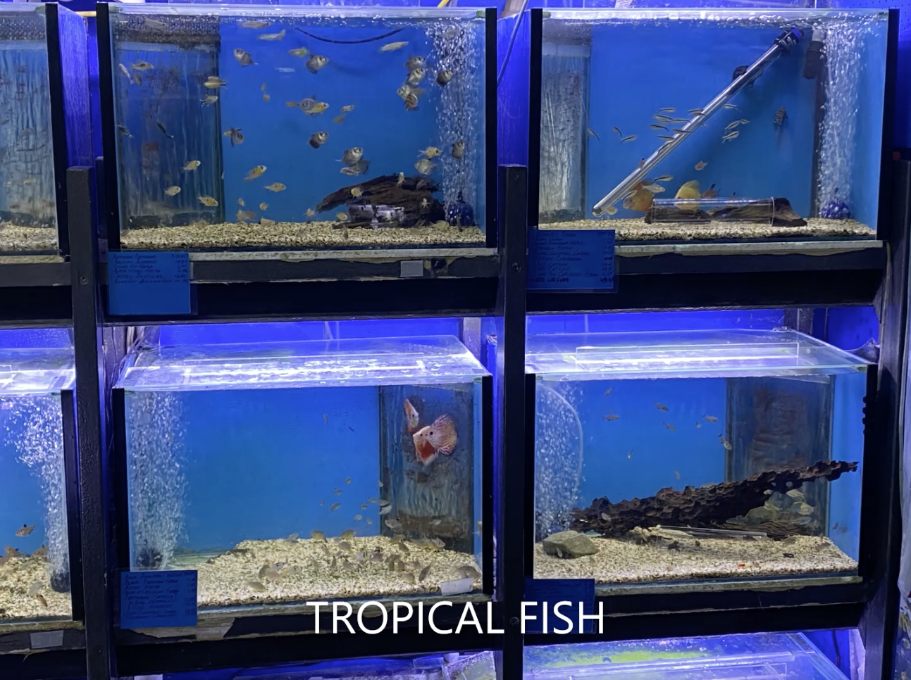 Tropical Fish in Display Tanks — Summerland Aquarium in Wollongbar, NSW