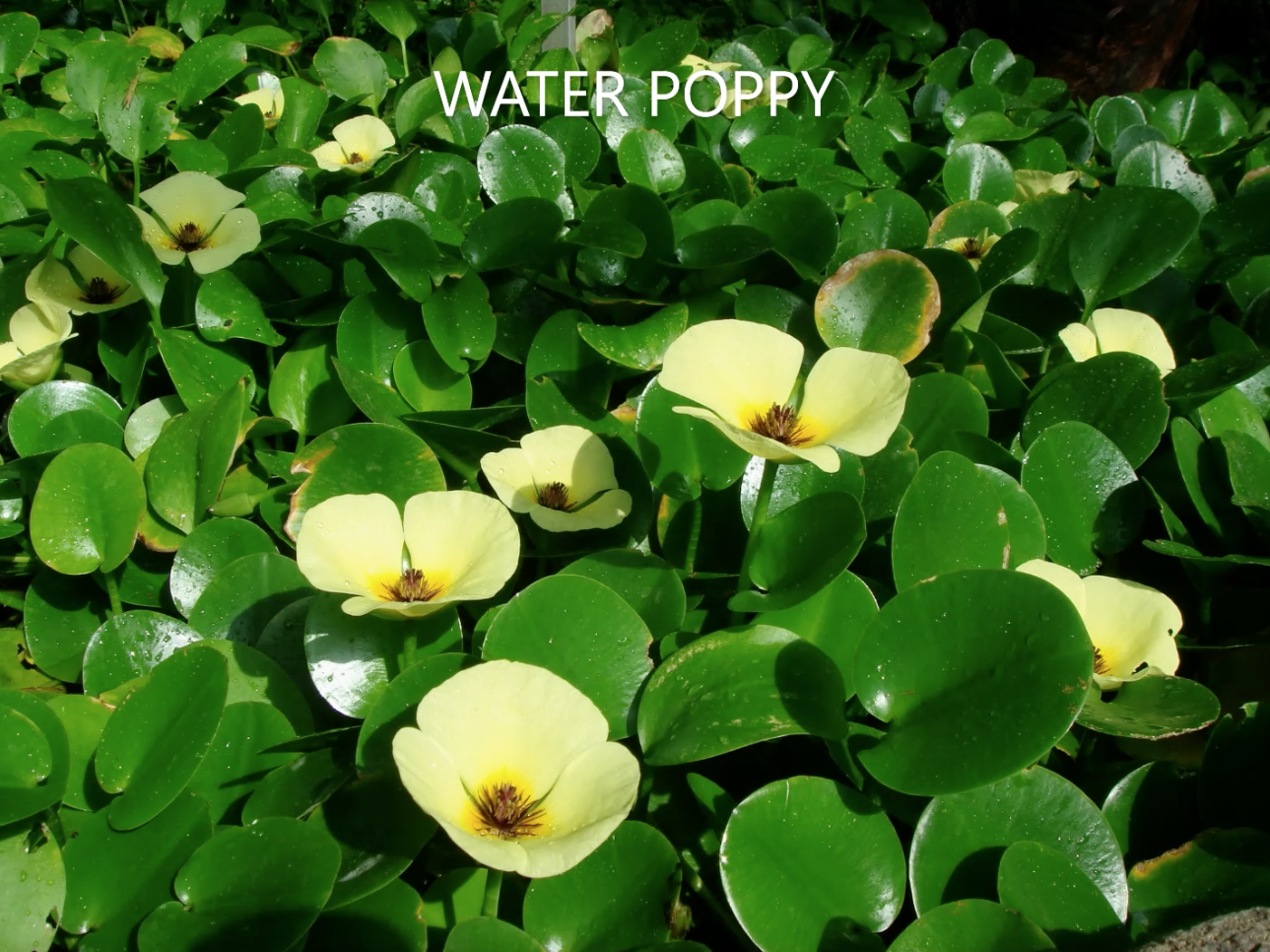 Yellow Water Poppies — Summerland Aquarium in Wollongbar, NSW