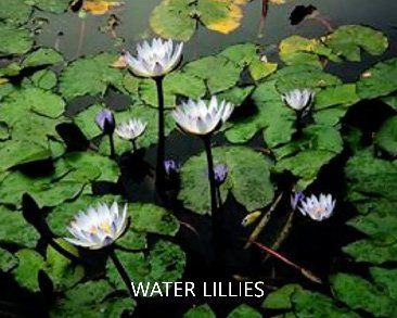 White Water Lillies — Summerland Aquarium in Wollongbar, NSW