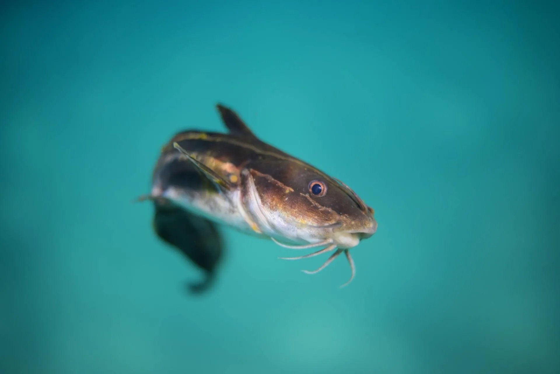 Native Catfish — Summerland Aquarium in Wollongbar, NSW