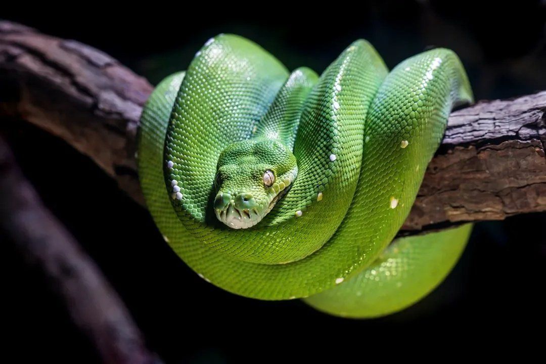 Green Snake — Summerland Aquarium in Wollongbar, NSW