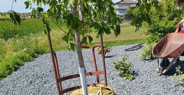 Trees and wheelbarrow