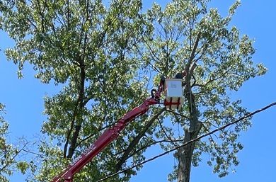 A tree trimmer in a red lift bucket trims branches of a large tree near power lines under a blue sky.