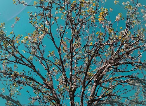 A tree with sparse leaves and budding blossoms silhouetted against a bright teal sky.