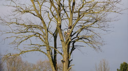 A person wearing protective gear climbing a large, leafless tree to trim branches against a blue sky.
