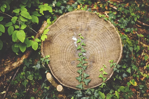 Tree stump with a small green vine growing across its center, surrounded by leafy foliage.