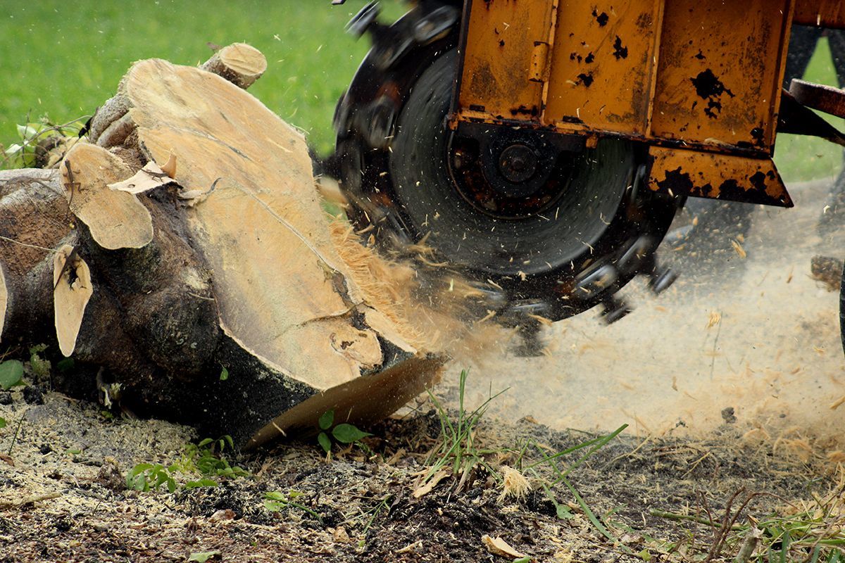 Stump grinder cutting into a tree stump, spraying wood chips.
