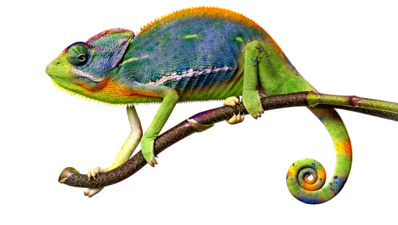 chameleon on a stick