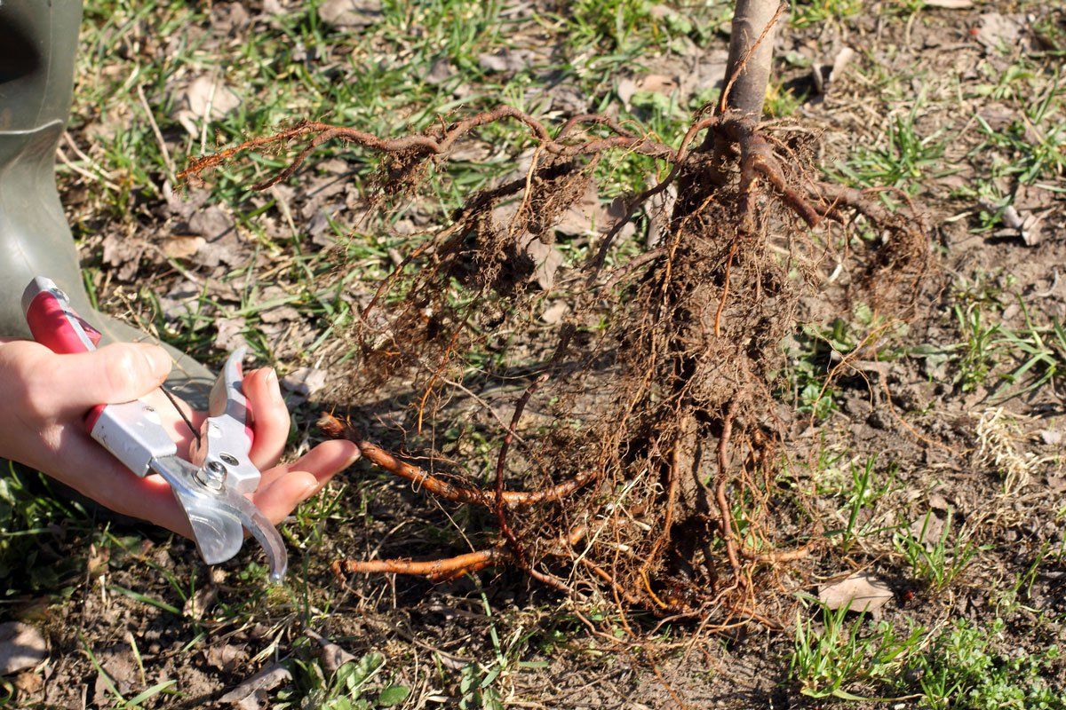 Pruning the Roots of the Fruit Tree — El Paso, TX — Daniel's Tree & Landscaping, Inc.