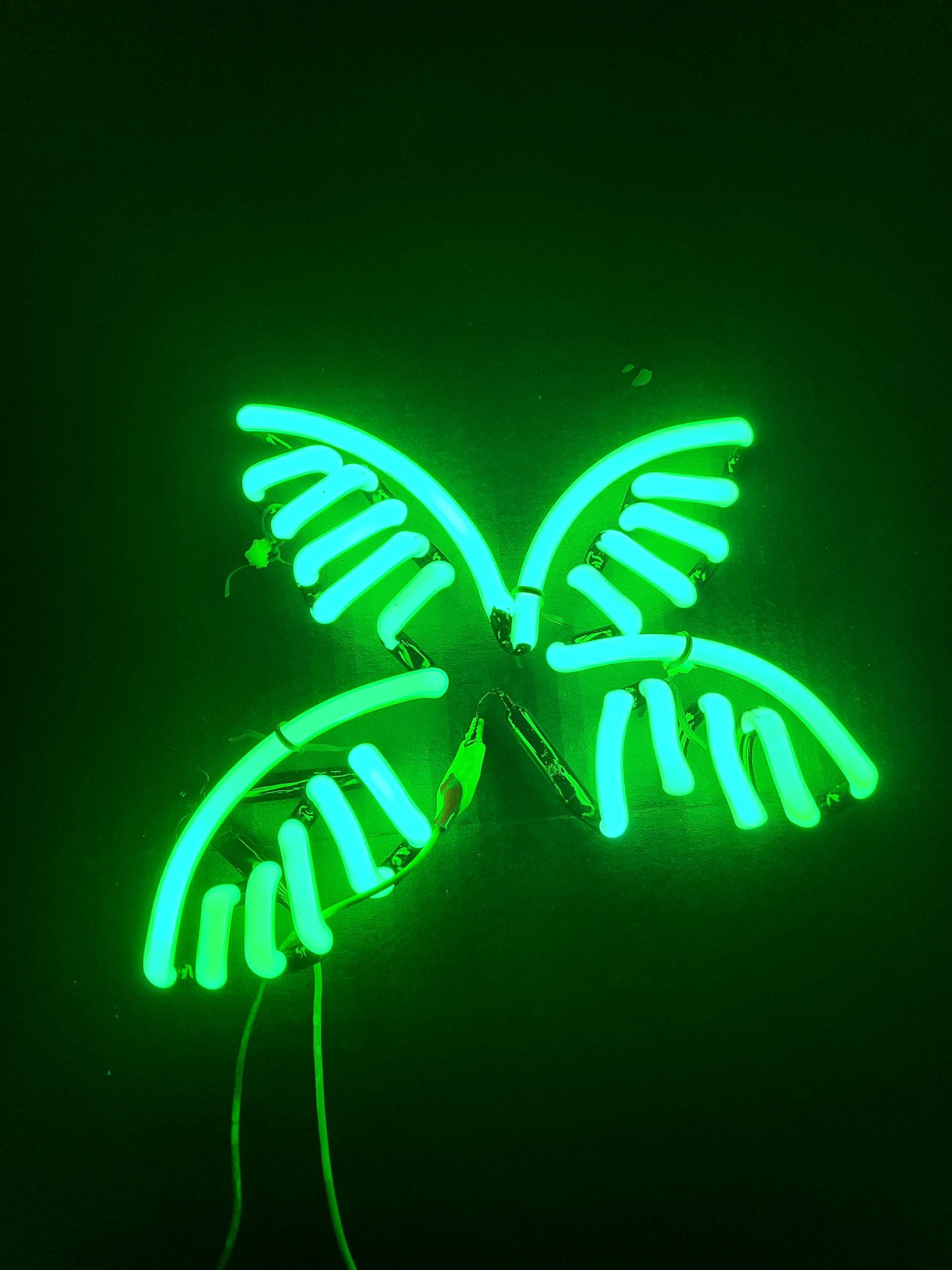 Corona palm tree small