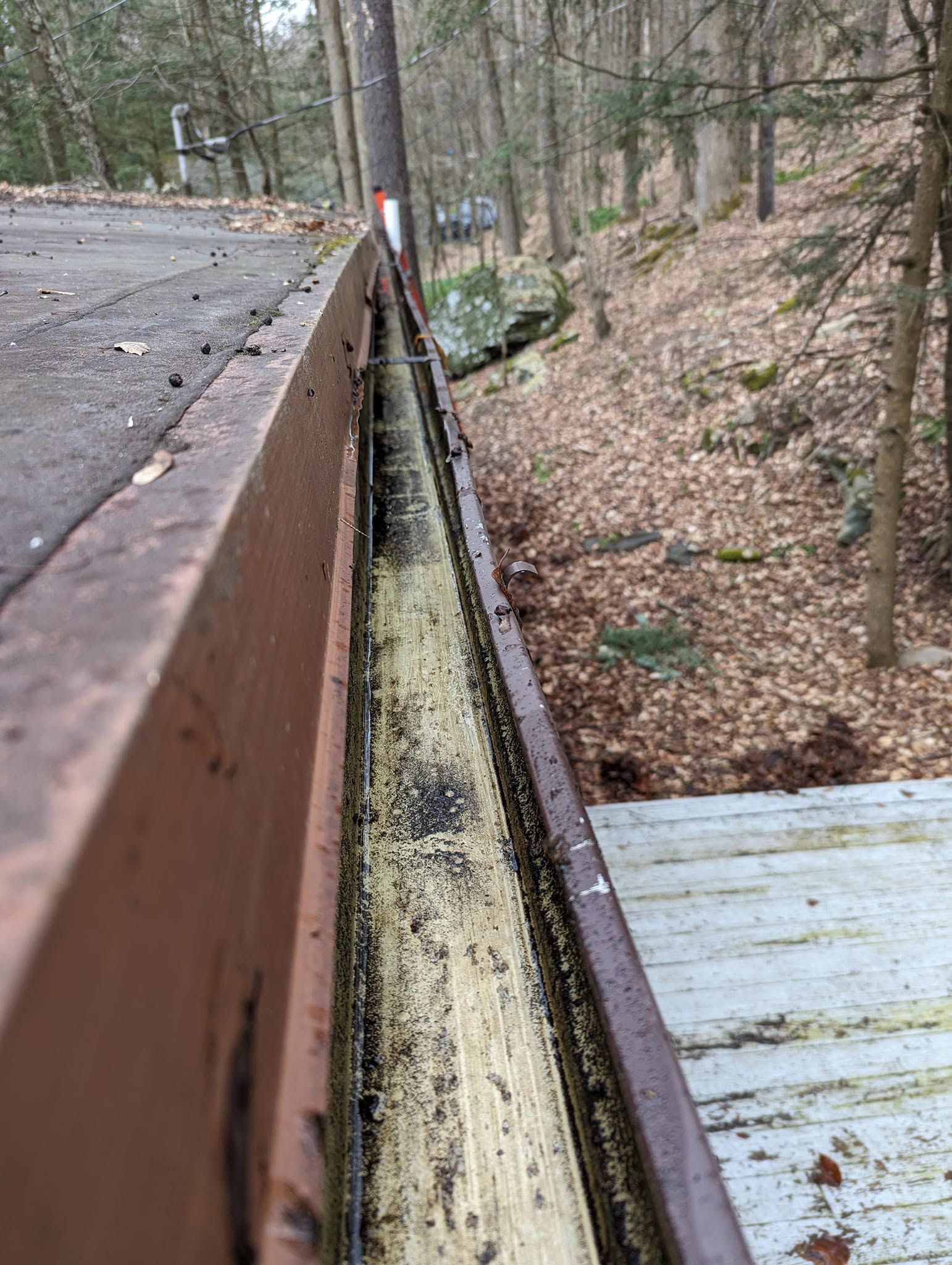 Rusty roadside guardrail beside a leaf-covered wooded embankment