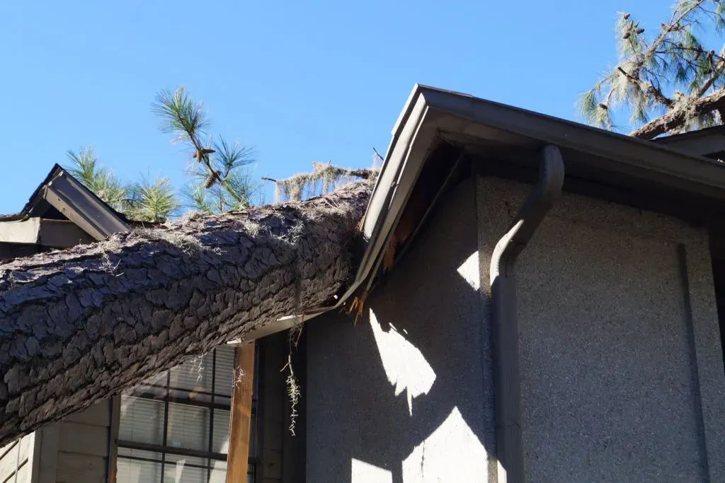 Large tree limb resting on the roof of a house under a blue sky.