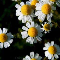 Chamomile_Pic — Incense in South Mackay, QLD