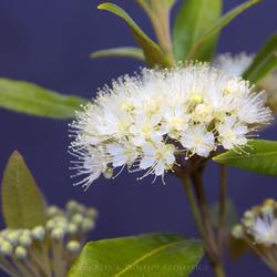 Lemon_Myrtle_Pic — Incense in South Mackay, QLD