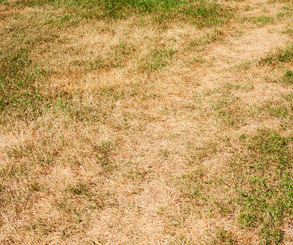 Hand holding a green leaf with white powdery mildew spots.