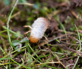 Green leaf with many holes and brown spots, possibly pest damage, in a tree.