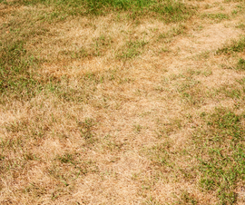 Hand holding a green leaf with white powdery mildew spots.