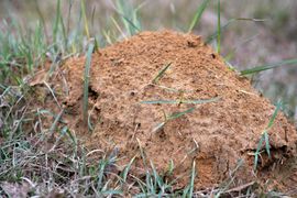 Brown ant hill in grass.