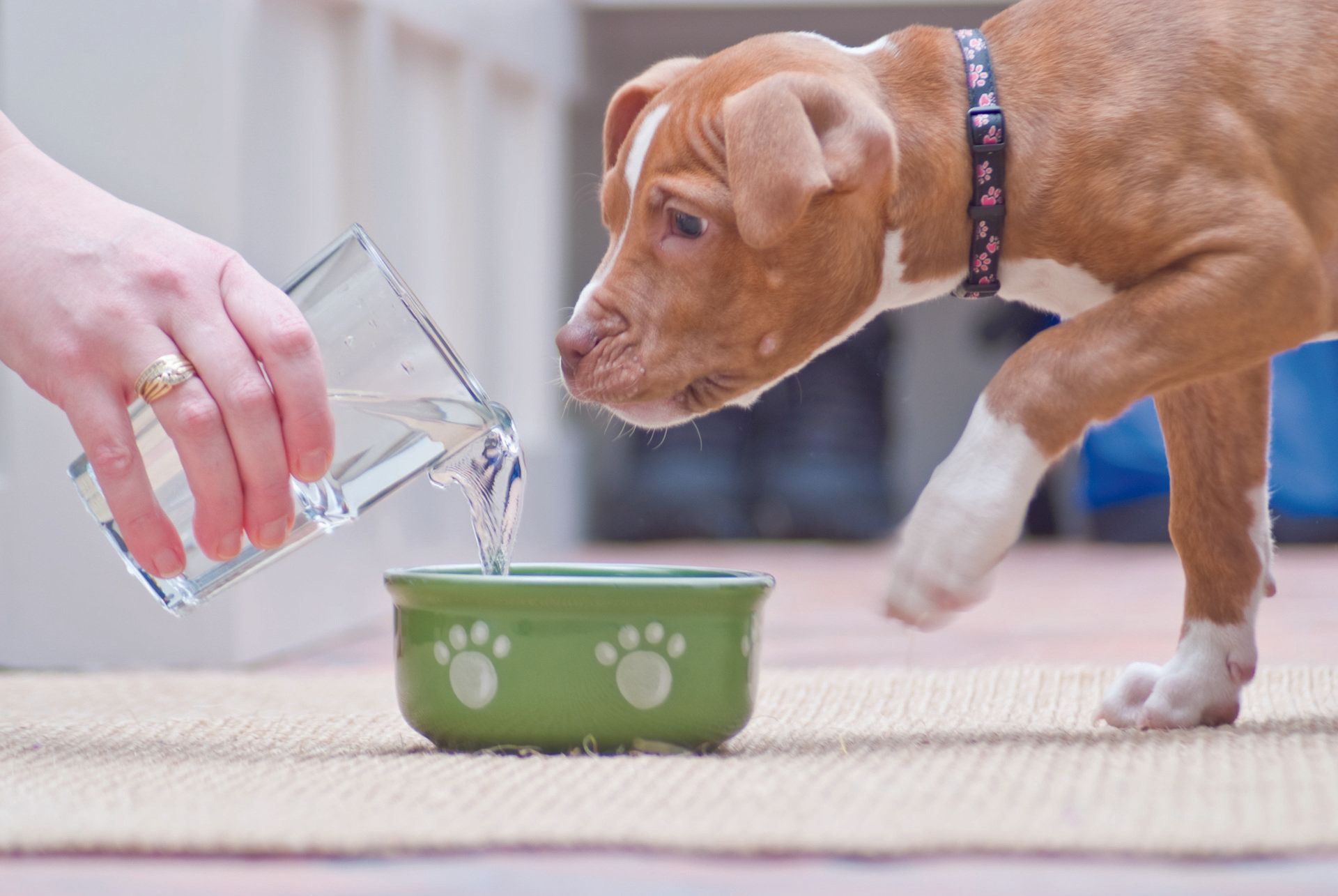 A person is pouring water into a dog 's bowl.