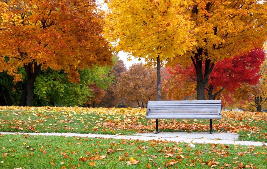 Maureen A. McCready Attorney at Law