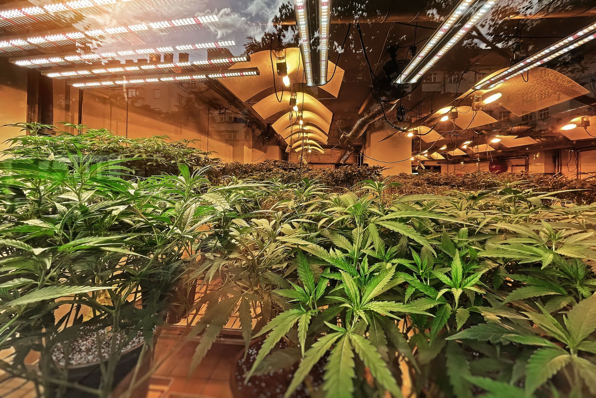 odor control in an indoor cannabis grow farm