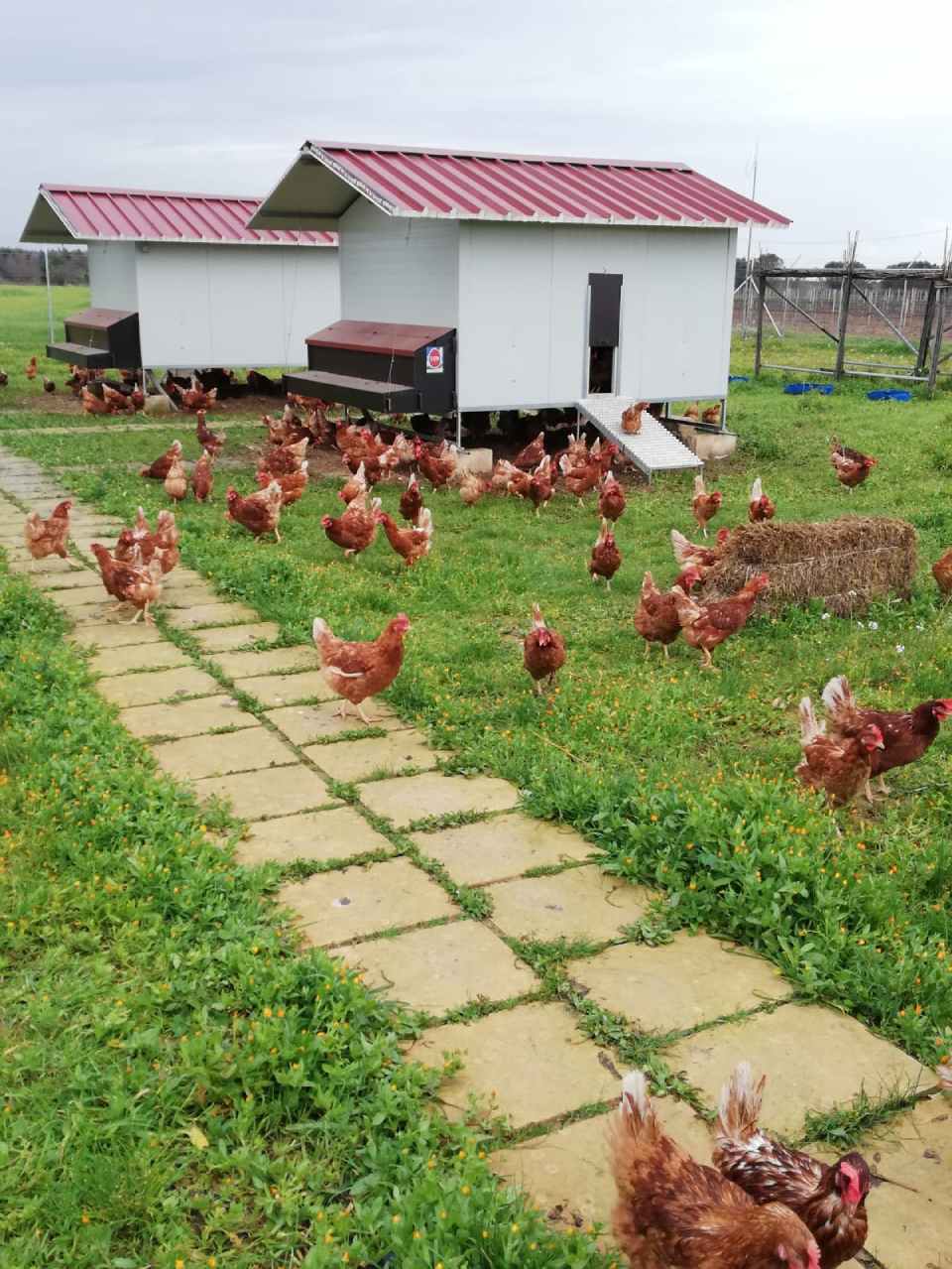 Pollaio con ruote spostabile