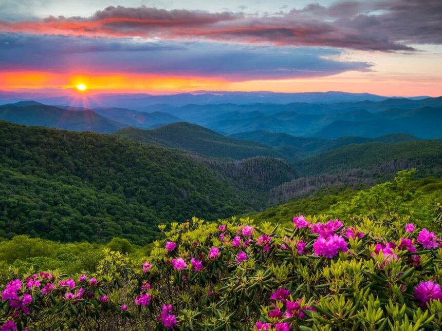 Sunset over lush green mountains with pink flowers in foreground.