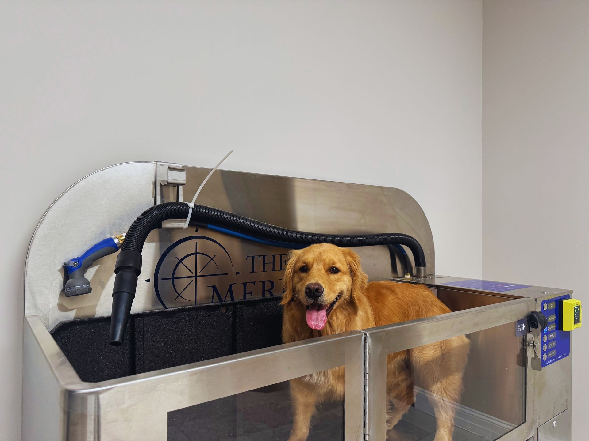Golden retriever dog in a stainless steel dog wash station, happily looking forward with tongue out.