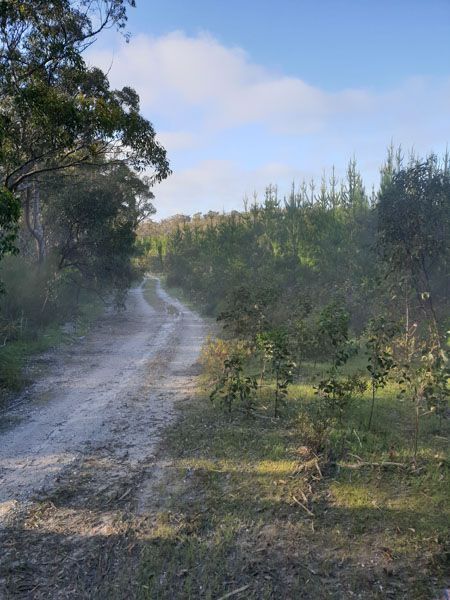 A dirt road going through a forest with trees on both sides.
