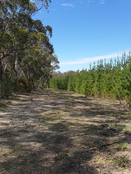 A dirt road going through a forest with trees on both sides.