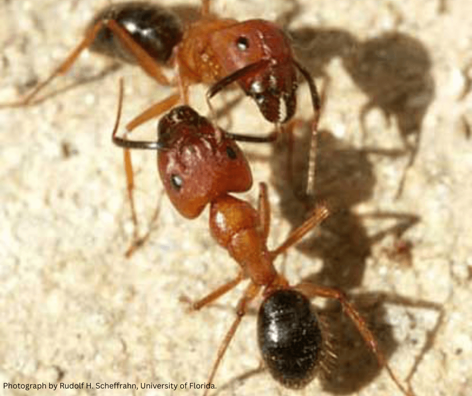 Three ants are standing next to each other on a white surface.