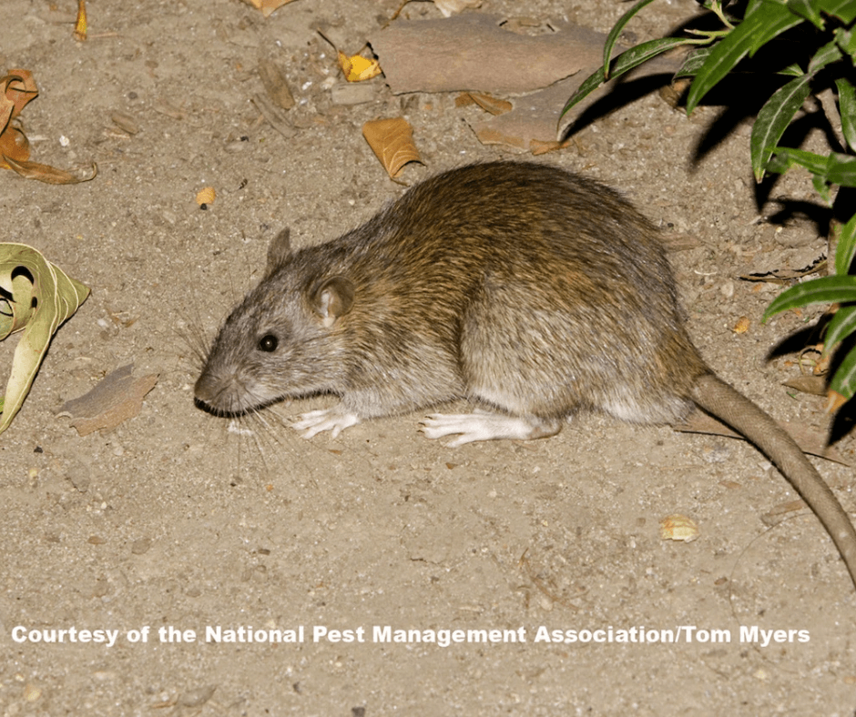 A picture of a rat taken by the national pest management association