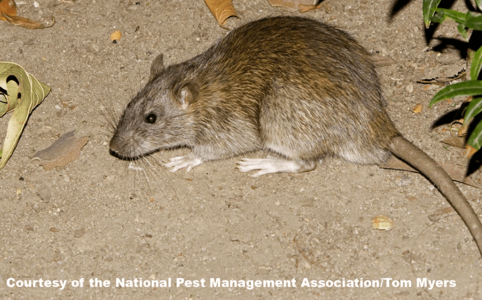 A rat is laying on the ground in the dirt.