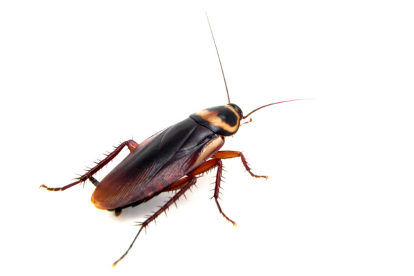 A cockroach is crawling on a white surface.