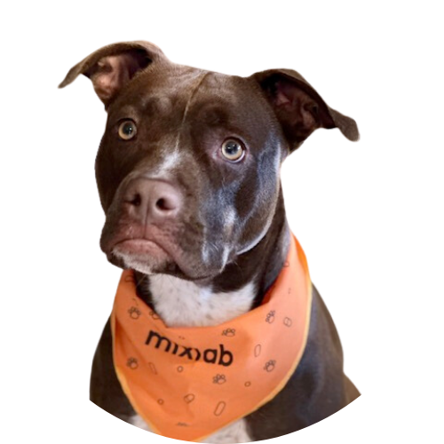 A brown and white dog wearing an orange bandana that says mixab