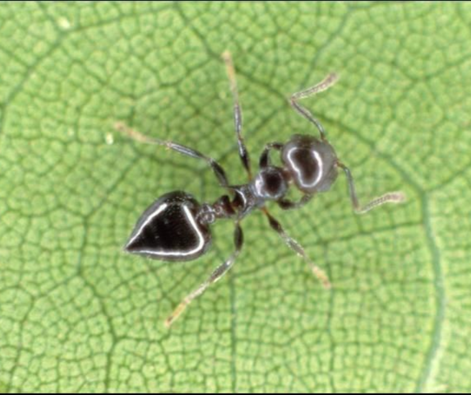 A black ant is sitting on top of a green leaf.