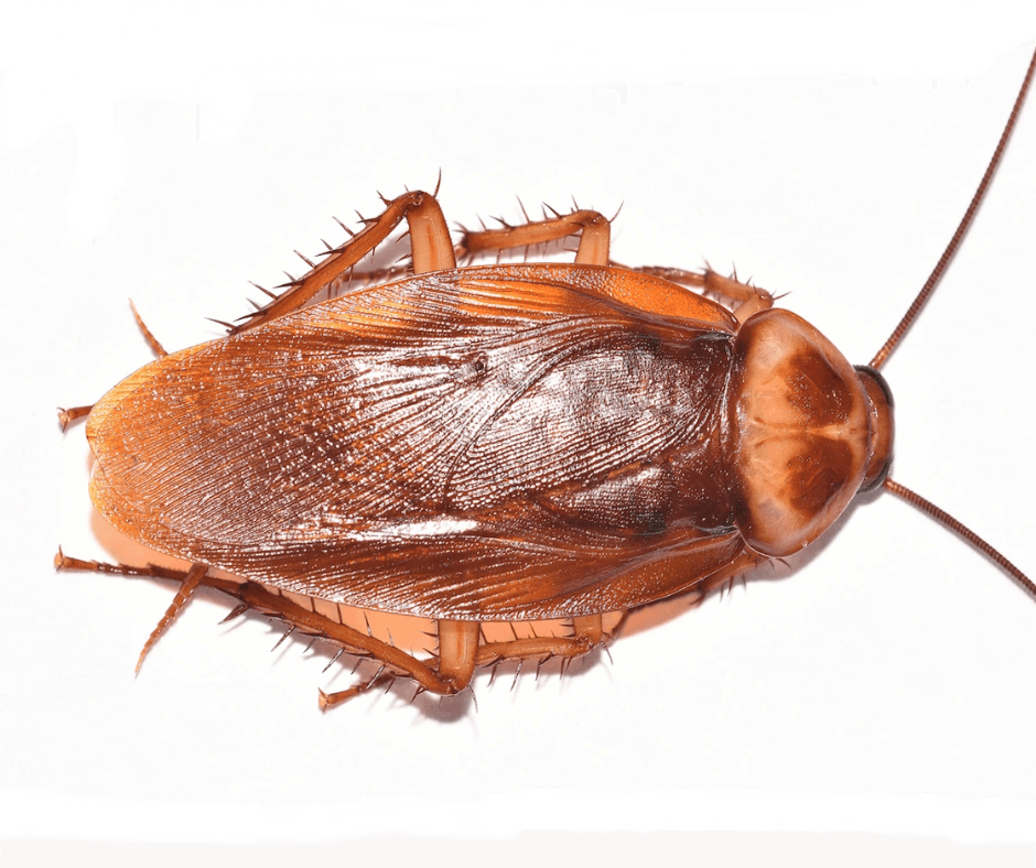 A cockroach is sitting on a white surface.