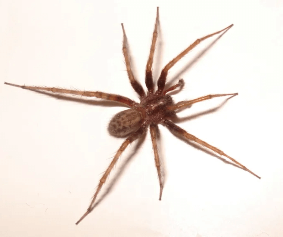 A brown spider is sitting on a white surface