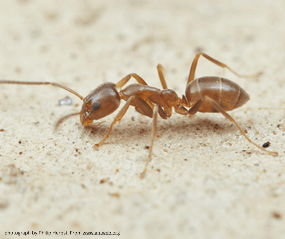 A close up of a brown ant on a sandy surface