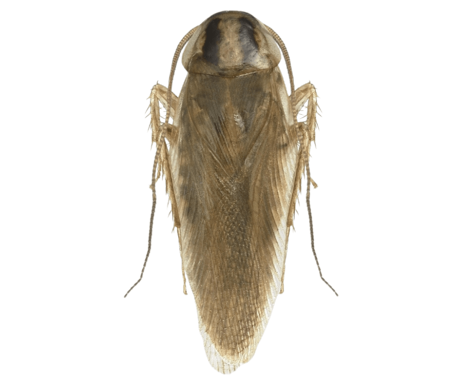 A close up of a cockroach on a white background