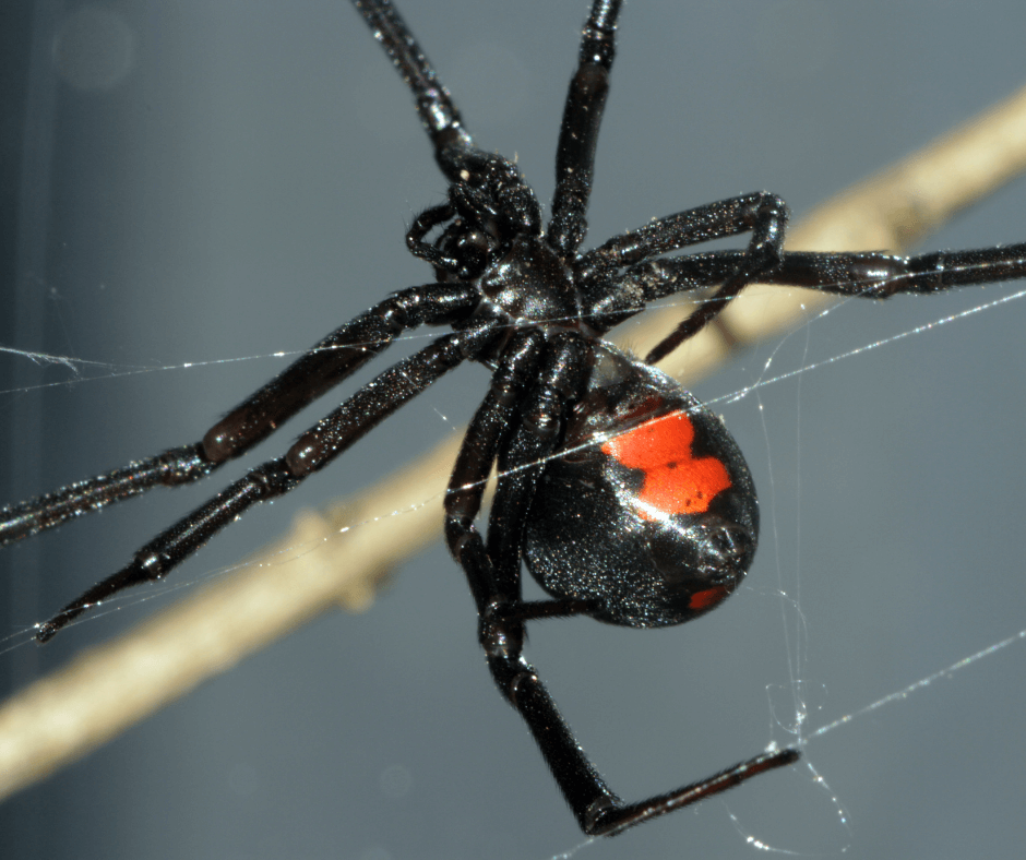 A close up of a black and red spider on a web