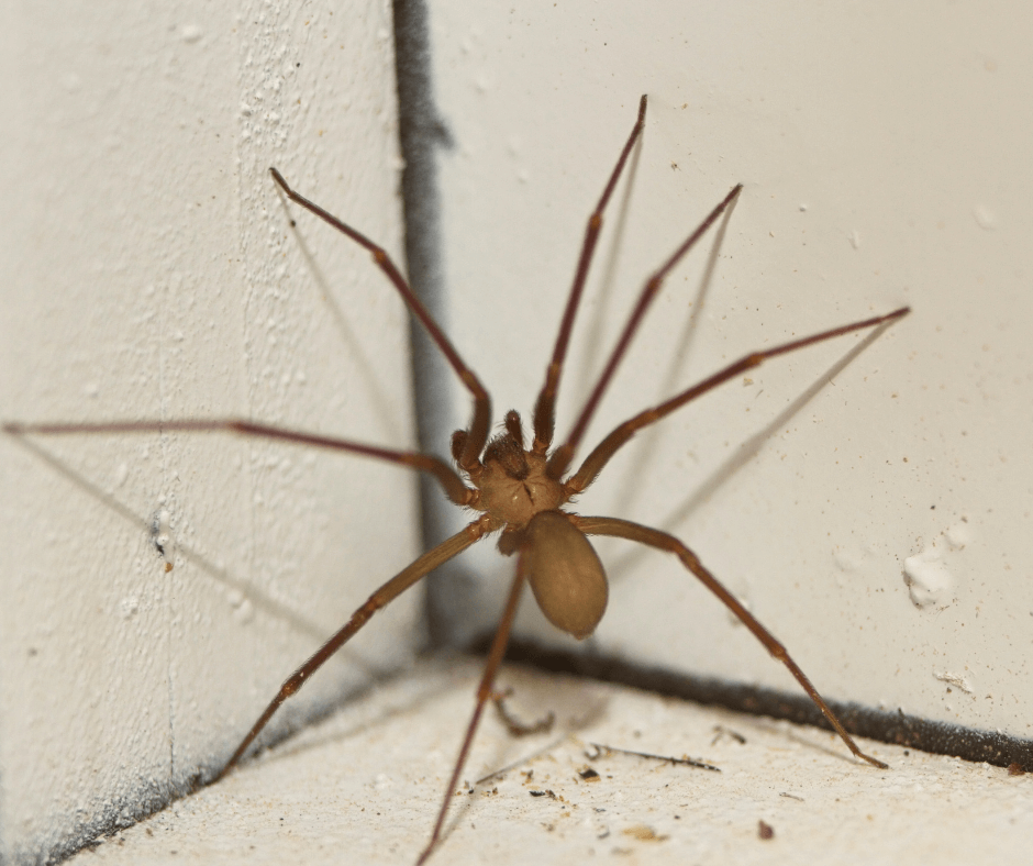 A brown spider is sitting in a corner of a room